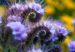Lacy Phacelia Wildflower Seeds - 250 Seeds - Easy to Grow - Phacelia tanacetifolia