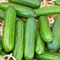 Organic Muncher Cucumber Seeds - 30+ Count - Easy Patio Container Vegetable Gardening - Cucumis sativus