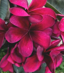 Bright Pink Plumeria Seeds - 5 Perennial Flower Seeds - Frangipani (Plumeria)