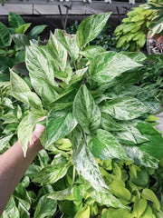 Snow Queen Pothos Cuttings - 3 Healthy Stem Cuttings - Epipremnum aureum Variegated Houseplant