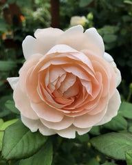 Auswonder Rose Plant Cuttings - 3 Fresh Unrooted Cuttings, 6" Long, Rosa spp.