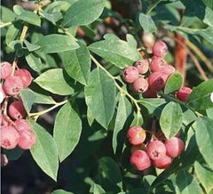 Florida Rose Blueberry Plant - 10" Starter - Rabbiteye Hybrid (Vaccinium spp.) - Edible Fruit, Pink Berries, Self-Fertile