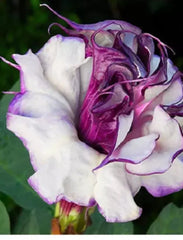 Purple Angel Trumpet Seeds, 50+ Pack, Double Petals, Brugmansia, Drought-Resistant Outdoor Plant for Summer & Fall Blooms