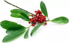 Yerba Mate Live Starter Plant 4-6 Inches Pesticide-Free Ilex paraguariensis