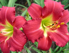 Ruby Red Stella Daylily Live Bare Root Plant - Hemerocallis 'Ruby Stella', 3" Red Blooms, Rebloomer, 16-20" Height, Zone 3-9