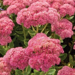 Sedum Autumn Joy Live Plants 3-Pack, Pink Blooms, Bare Rooted, Hylotelephium telephium, Drought Tolerant, Perennial, Bee-Friendly