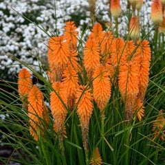 Orange Blazer Torch Lily Seeds - 25 Perennial Hot Poker Flower Seeds - Kniphofia uvaria - US Seller