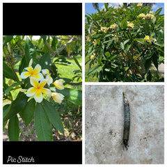 Plumeria Cutting 6"-10" White Yellow Rooted Bare Root (No Ship to CA) - Plumeria spp.