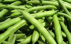 Green Bean Seeds - Spartan Arrow Variety - Fresh Seeds for Planting - Phaseolus vulgaris - FREE Shipping