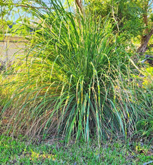 Wasp Repellent Plant Starter 4" Lemongrass 'Citrus' Aromatic Perennial (Cymbopogon citratus)