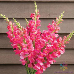 Snapdragon Seeds - 1000+ Costa Deep Rose - Antirrhinum majus - Garden Flower Seeds - USA Free Shipping