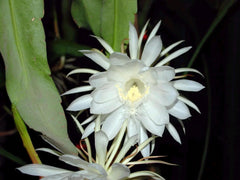 Epiphyllum Oxypetalum Plant - 1 Live Queen of the Night Orchid Cactus - Exotic Indoor Houseplant for Unique Decor