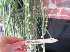Rhipsalis Cuttings - 2 Pieces - Paradoxa ssp Septentrionalis - 8" Long Succulent Plant