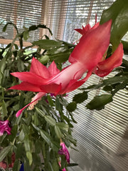 Giant Christmas Thanksgiving Cactus Cuttings RED S. truncata Plant for Home Decor Garden