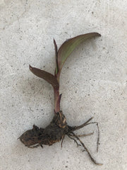 Canna Bulbs Edulis Ker Gawl - Live Bare Root Plant for Garden, Tropical Perennial, Colorful Foliage