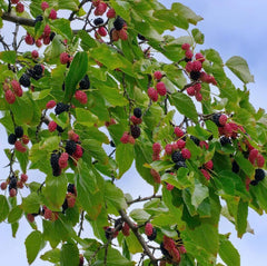Dwarf Everbearing Mulberry Plants - 4-6" Tall - Live Rooted Plants - Morus nigra