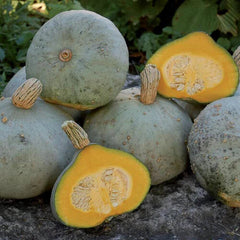 Silver Bell Squash Seeds - Fresh Heirloom Vegetable Seeds - Cucurbita pepo