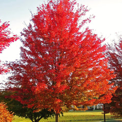 Red Maple Tree Seeds - Acer Rubrum Illinois Scarlet - Perfect for 2025 Planting - Canadian Variety