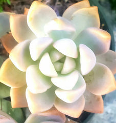 3" Unrooted Cuttings of Graptopetalum paraguayense - Ghost Plant - Succulent Variety
