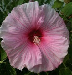 Rose Mallow Seeds 200+ Mixed Color Lavatera Trimestris Flowers - Heirloom Garden Seeds, Perennial Blooms