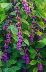 American Beauty Berry Bush Live Plants - Purple French Mulberry - Callicarpa americana - 2 Pack