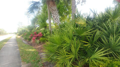 Florida Sabal Palmetto Palm Tree - 12"-20" Live Garden Plant - 2 Years Old, Rooted, Outdoor Tropical Plant