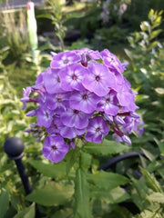 Tall Phlox Roots (3) - Pink Perennial Flowers - Phlox paniculata