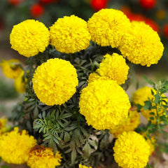 Yellow Brocade French Marigold Seeds - Dwarf Tagetes Patula for 2025 Planting