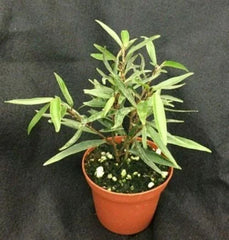 Willow Leaf Ficus Plant | 3" Pot | Ficus salicifolia | Indoor Houseplant, Low Maintenance Ficus
