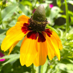 Clasping Coneflower Seeds - Yellow Dracopis Rudbeckia - 2025 Planting