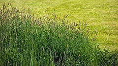 Timothy Grass Seeds, 2,000 Seeds, Climax Variety, Cover Crop for Deer & Wildlife Food Plots, Phleum pratense