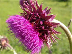 Musk Thistle Seeds - 200+ Pack for Garden Planting - Cirsium myopaeum - USA Grown, Non-GMO