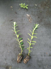 Arbequina Olive Tree Starter Plant | 1 Live Young Tree | Cold Hardy, Self-Pollinating | Fresh Olives & Oil | Easy Grow in Pot or Garden