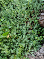 10 Lot Fresh Rooted Sedum & Creeping Jenny Live Plants - Ideal Ground Cover - Sedum spp. & Lysimachia nummularia