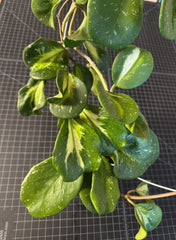 Hoya Cutting 1 Node Inner Variegated Splash Hoya obovata