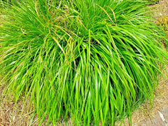 Lemongrass Seeds - 200+ Non-GMO Heirloom Mosquito Repellent Herb - Cymbopogon citratus - USA