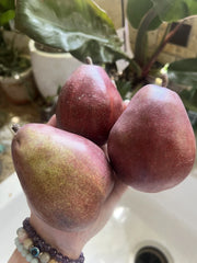 Red Anjou Pear Seeds - 5 Pack - Non-GMO, Edible Fruit Garden - Perfect for Smoothies - Pyrus communis