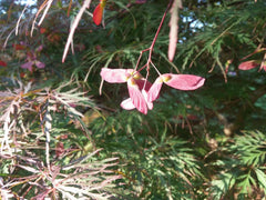 Tamukeama Japanese Maple Tree Seeds - 20 Seeds - Acer palmatum 'Tamukeama' - Ornamental, Drought-Tolerant, Hardy