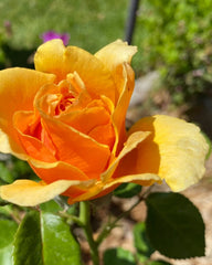 Yellow Apricot Rose Cuttings - 5 Rooting/Grafting Cuttings - Rosa 'Apricot' - Fast Shipping