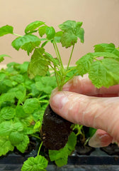 2 Fall Gold Raspberry Plants | Rubus idaeus | Live Bare Root Berry Bushes | Sweet Yellow Fruit for Garden, Patio, or Home Orchard