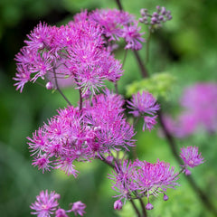 Thalictrum ‘Black Stockings’ Meadow Rue – Tall Purple-Flowered Shade Perennial Live Starter Plant | Dramatic Dark Stems