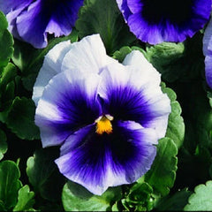 Pansy Seeds 50 Pack Beaconsfield Flower Seeds Viola tricolor