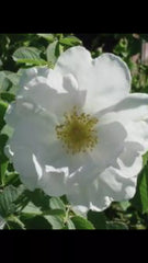 Fragrant Rosa Alba White Rose of York Shrub Rose Cuttings - 6-8" Long, 3 Pieces, Ideal for Gardens and Landscaping