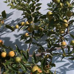 Honey Jar Jujube Tree Scion Wood 8" Thin Cutting - Ziziphus jujuba, Budding Graft for Grafting and Propagation