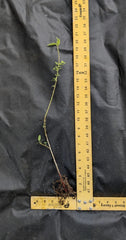 Corkscrew Willow Tree 1–2 ft Tall | Bare Root Live Tree | Dragon’s Claw Willow | Salix matsudana 'Tortuosa' | Unique Landscape Tree
