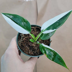 Rare Philodendron White Princess Plant - Variegated Aroid in 3" Pot - Ideal for Collectors - Philodendron erubescens