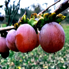 10 Date Plum Seeds - Mediterranean Persimmon - Diospyros Lotus - Fruit Tree Seeds for Home Garden