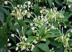 Clerodendrum incisum Starter Plant - Small Well Rooted Rare Musical Notes Variety