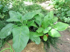 Sacred Tobacco Seeds - 300+ MIDEWIWAN Native Wildflower Herb for Container Garden - Easy to Grow