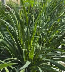 Garlic Chives Seeds - 150+ Seeds - Chinese Leek Jiu Cai - Broadleaf Nira - Allium tuberosum